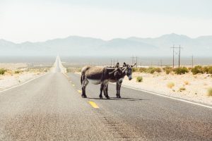 Nevada - Road Trip