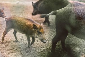 L'Érablière du Sanglier - Lachute - Quoi faire dans les Basses Laurentides - Tourisme Québec