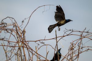 Bird photography with the Nikon Z 800mm Review