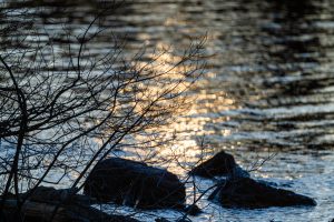 Bokeh of the Nikon Z 800mm Review