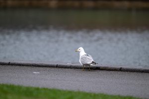 European herring gull shot on Nikon Z 800mm Review