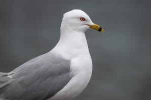 European herring gull shot on Nikon Z 800mm Review