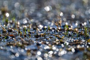 Nikon Z 800mm Review